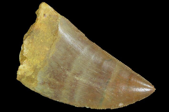 Serrated, Juvenile Carcharodontosaurus Tooth #93108